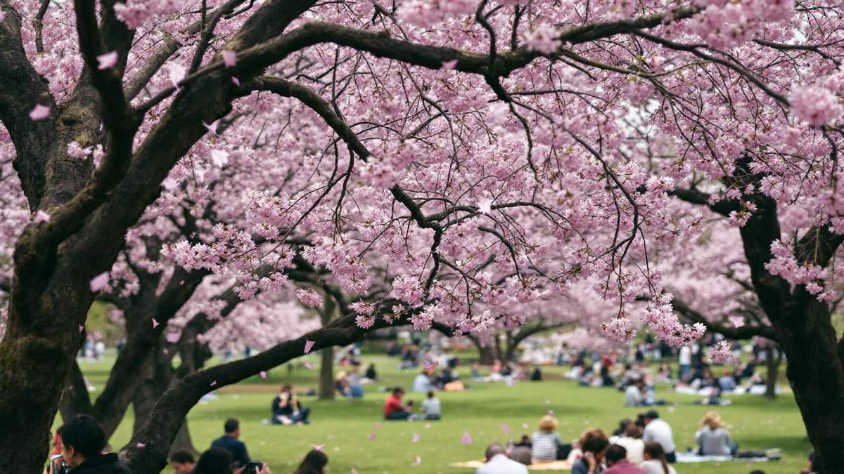 7 Cherry Blossom Season Mistakes Everyone Makes