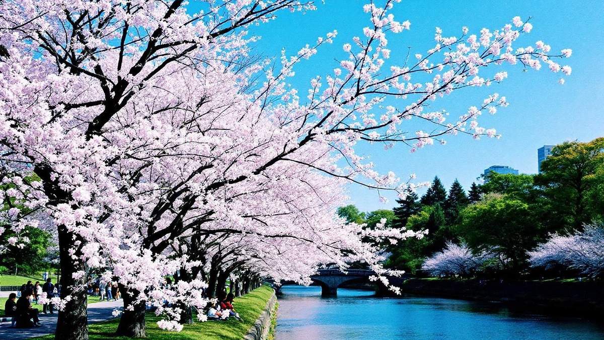 Cherry Blossom Season in Japan
